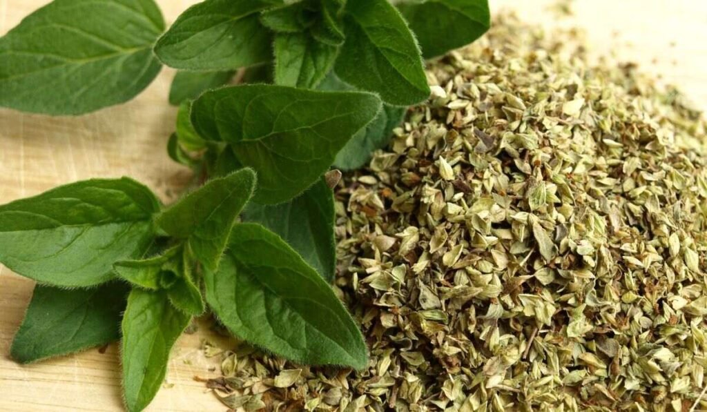 Can Ducks Eat Oregano? Does It Suit Them?