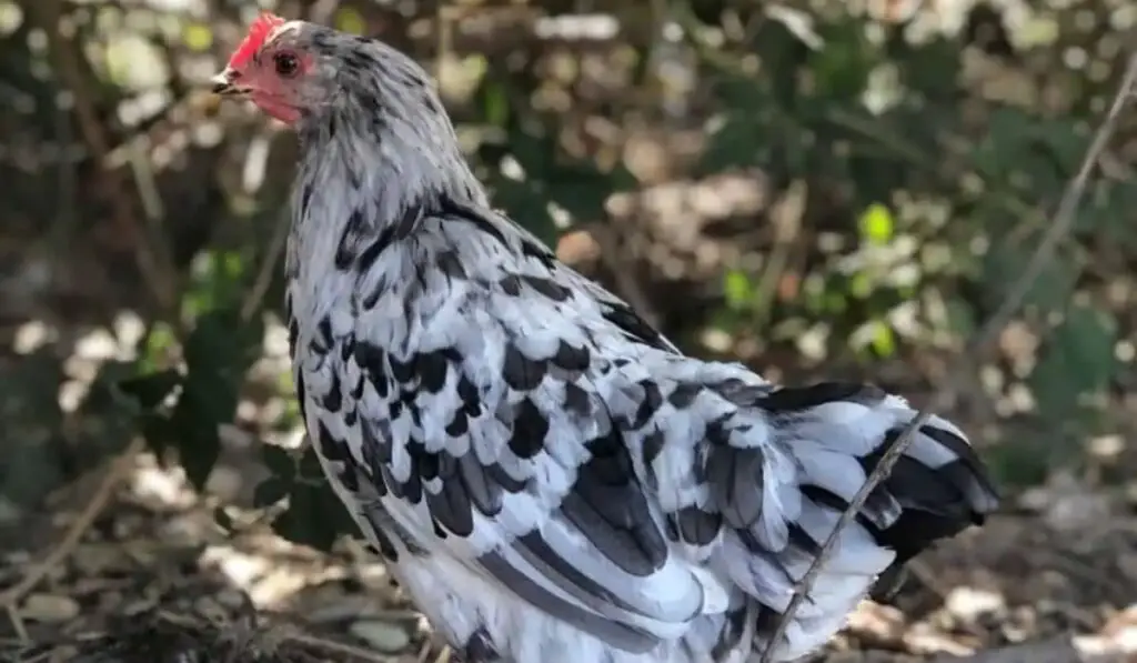 Pros and Cons of Choosing Blue Isbar Chickens
