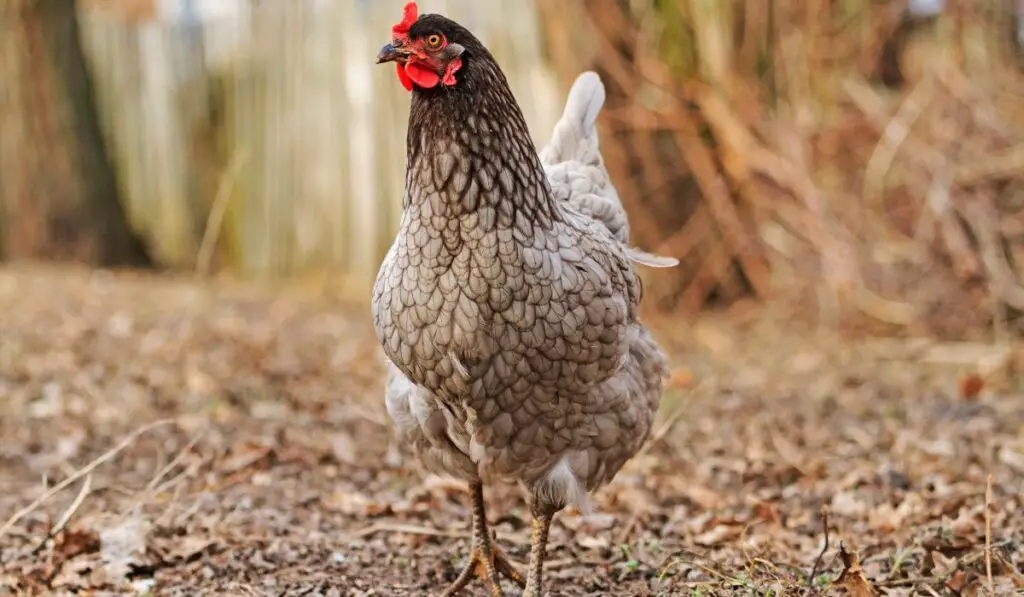 Physical Appearance of the Blue Isbar Chicken Breed