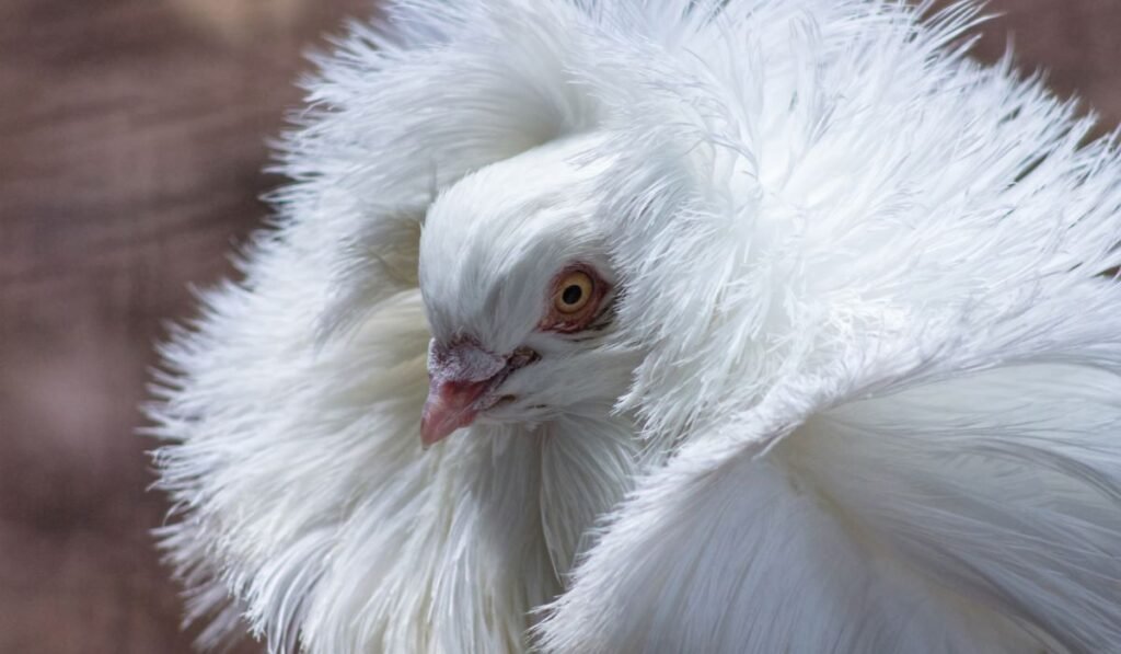 Physical Appearance of the Sultan Chicken