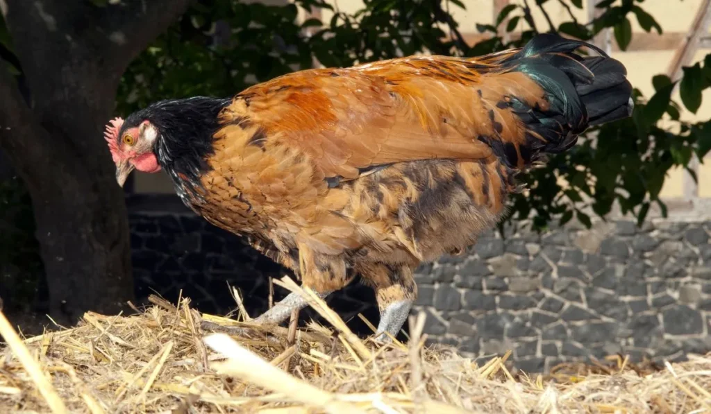 Physical Appearance of the Vorwerk Chickens