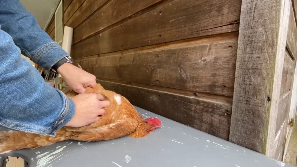 Place the chicken on its side.