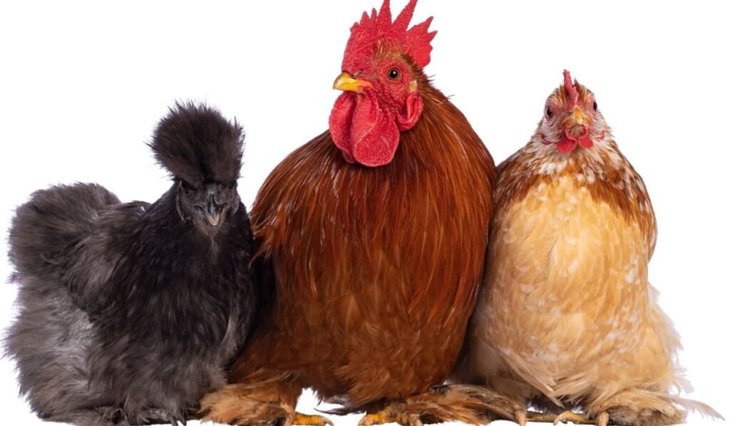 Reproduction And Breeding Of Sultan Chicken