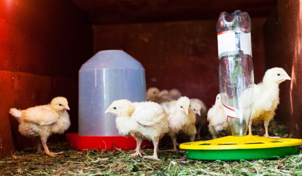 Major Facts to Raise the Vorwerk Chickens