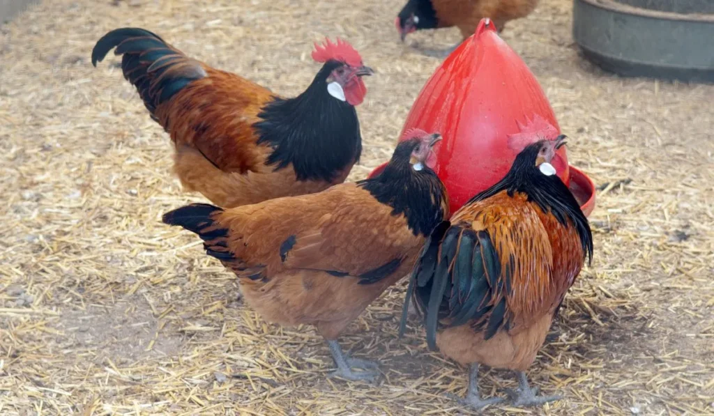 Reproduction And Breeding Of Vorwerk Chickens