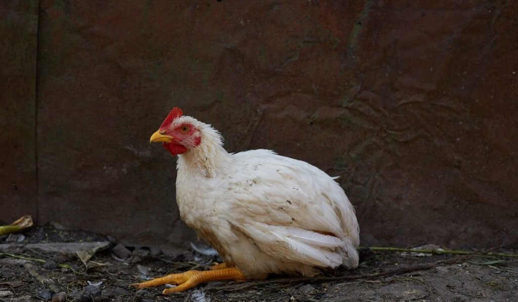 ymptoms of Rickets in Chicken