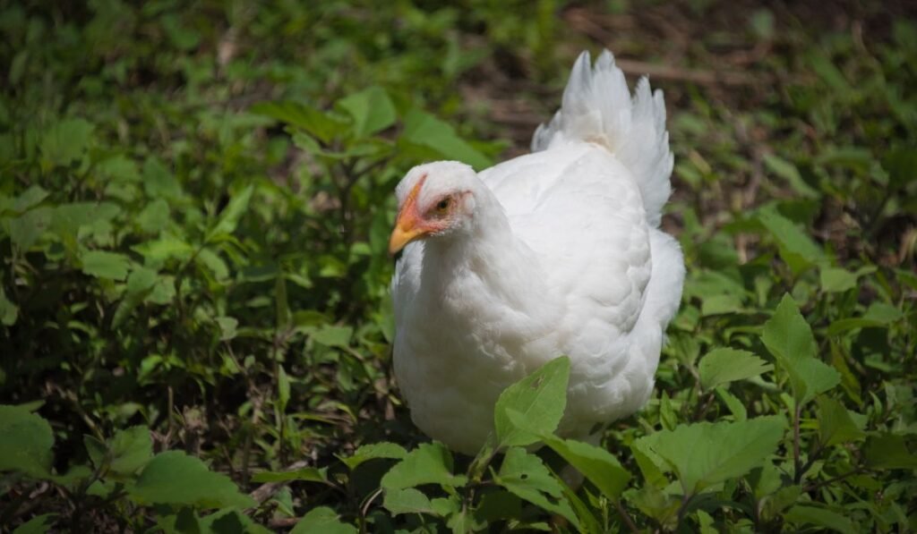 Risks Should You Consider When Feeding Chickens Persimmons