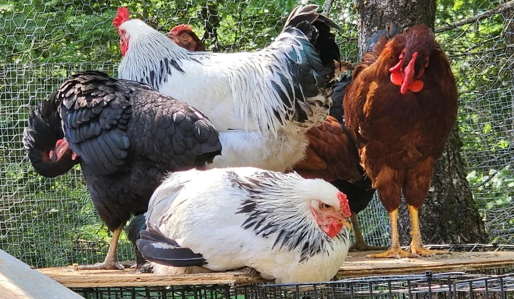 Rooster Troubles