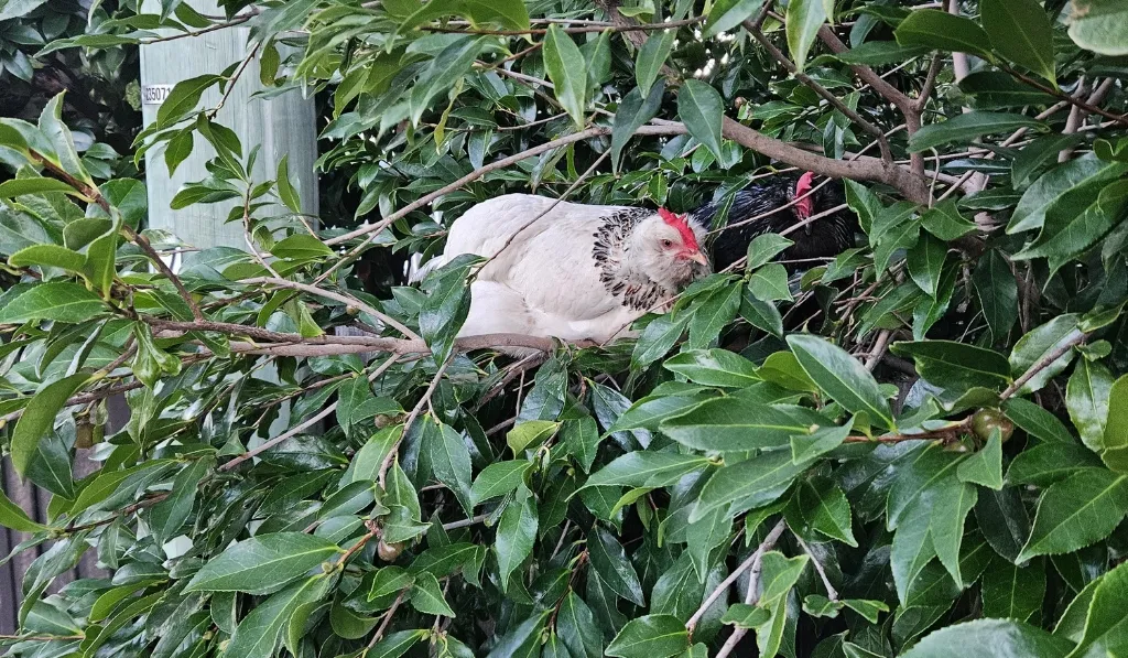 Roosting Tree