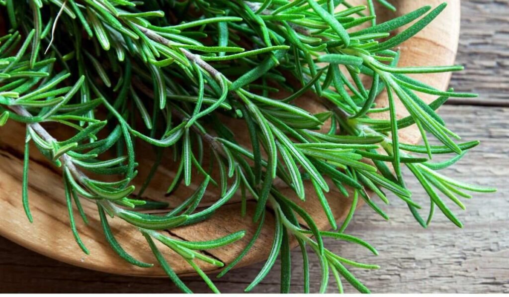 Can Ducks Eat Rosemary? Is It Safe For Them?