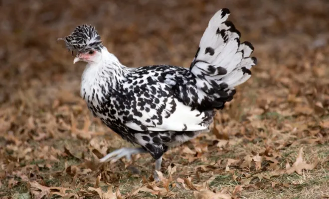 Sanjak Longcrower Chicken: The Rooster with the 20-Second Crow!