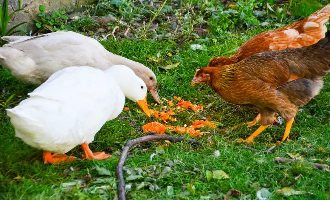 Secrets to Raising Ducks with Chickens Together That You Never Knew!