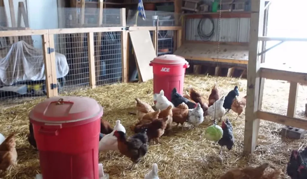 Set Up a Foraging Straw Bale for Chickens