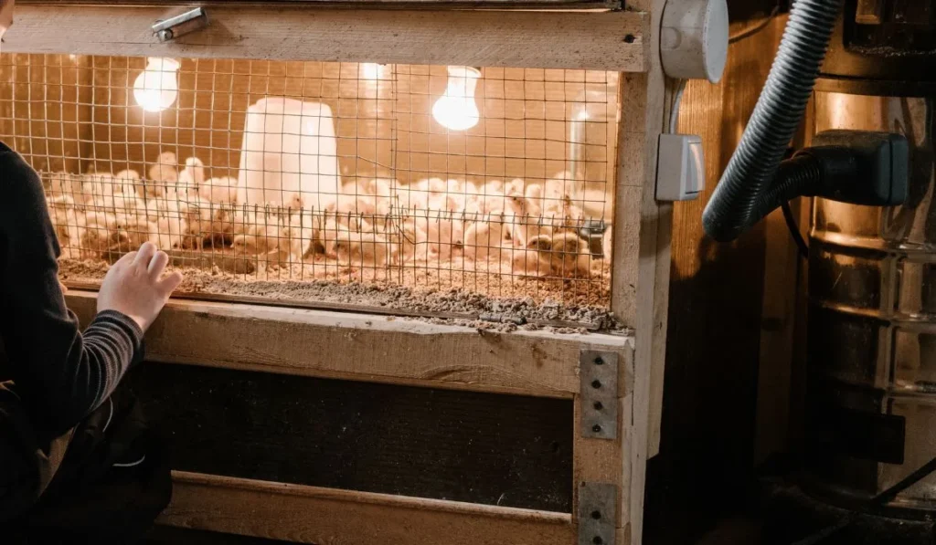 Should You Make A Homemade Chicken Brooder