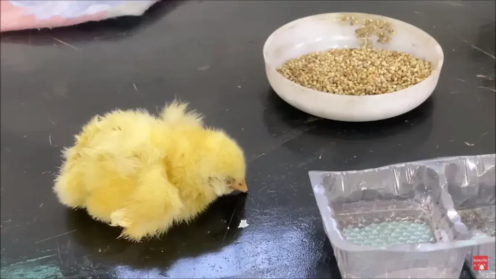 Signs a Baby Chick is dying or weak