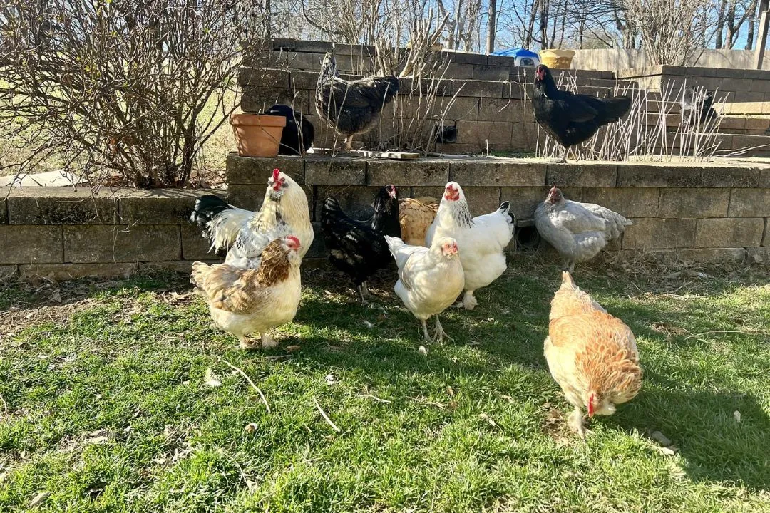 Social Hour for Chickens