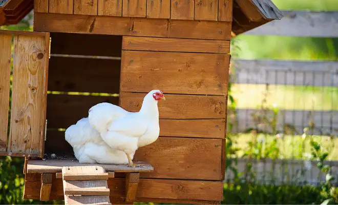 How to Build A Chicken Coop? A Top-to-Bottom Handbook for Beginners!