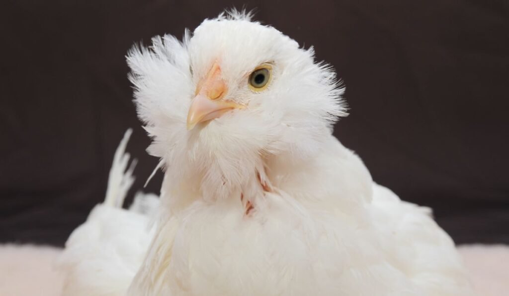 Sultan Chicken Breed