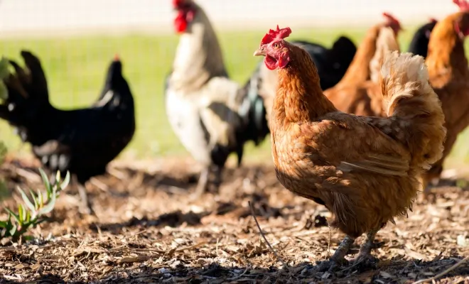 Summer Heatwave Alert: How to Help Your Dehydrated Chickens?