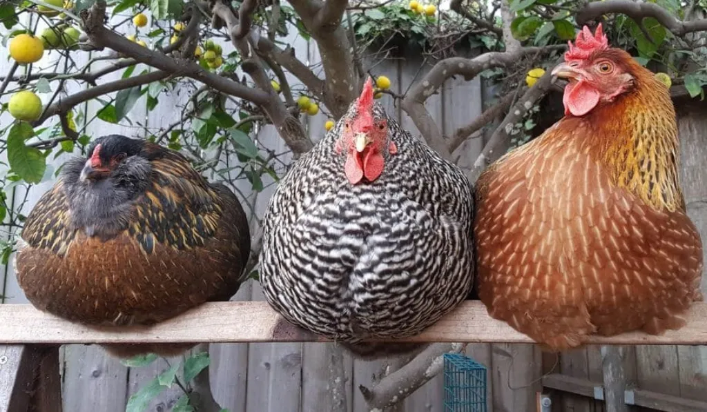 The Garden Trellis Roost