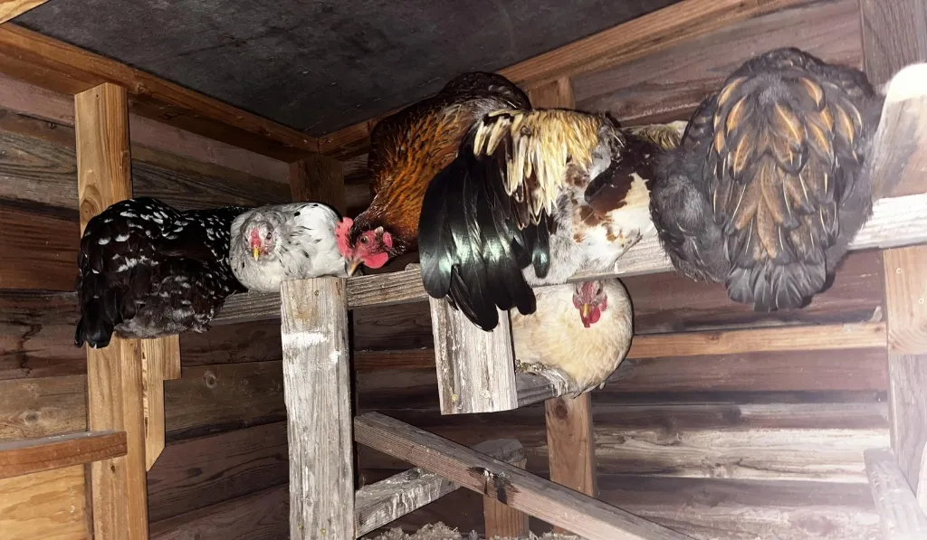 The Nesting Box Roost