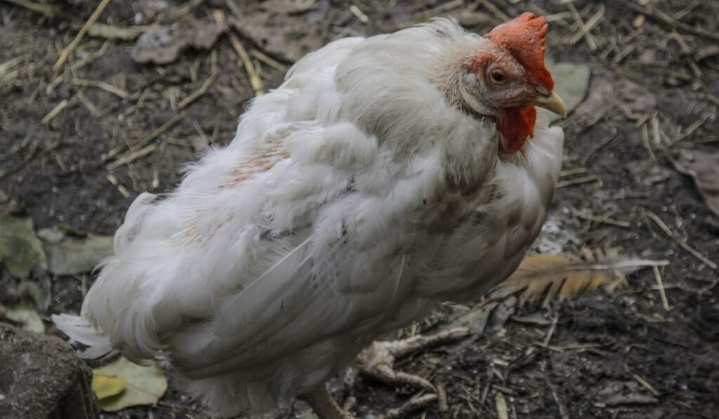 Tips on Preventing Dehydrated Chickens