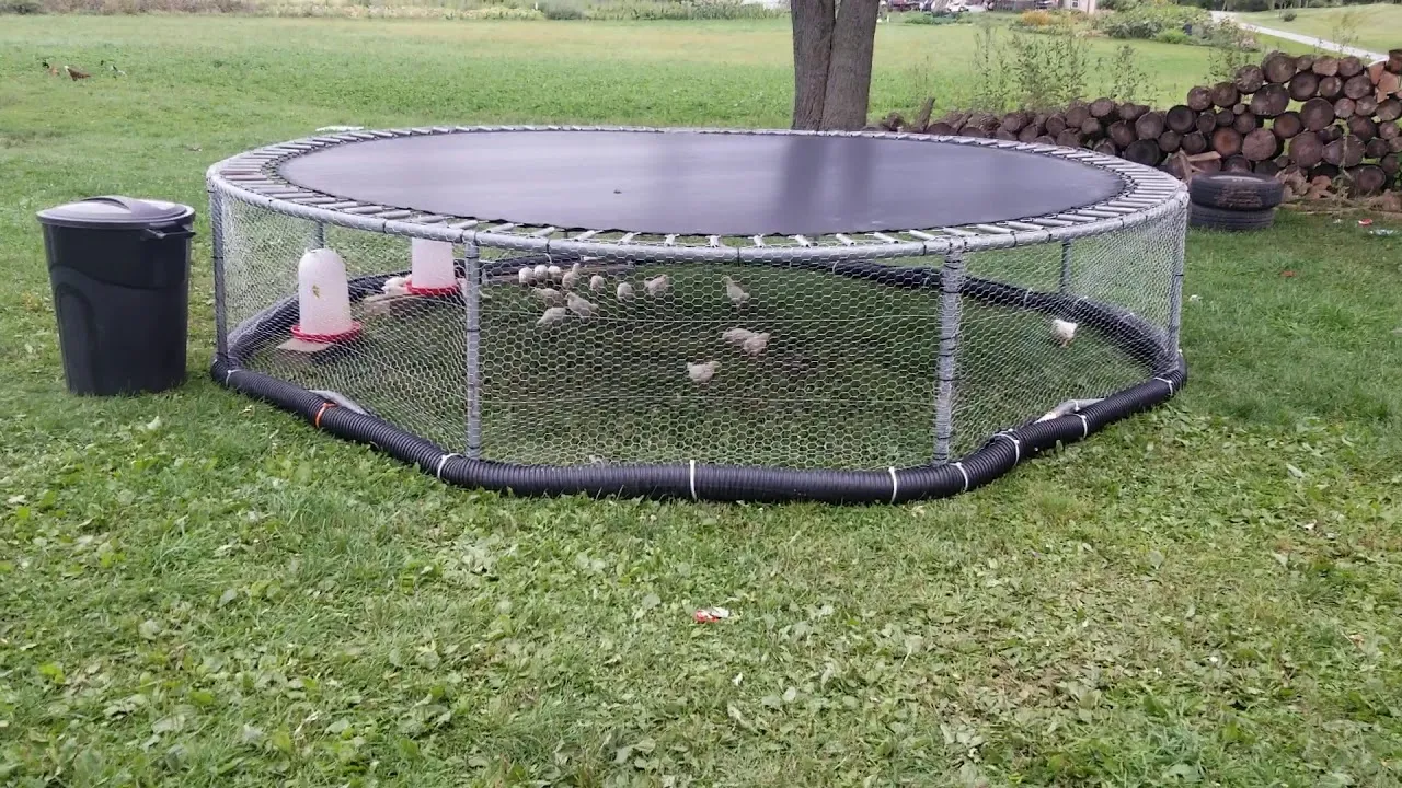 DIY Trampoline chicken coop