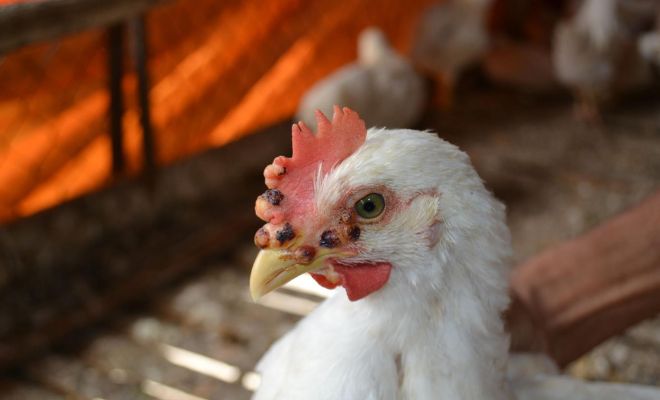 Fowl Pox in Chickens: What Are the Causes, Symptoms and Treatments?