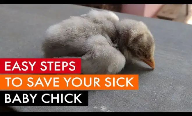 Weak Chick? Here Are Easy Tricks To Revive Them Naturally!
