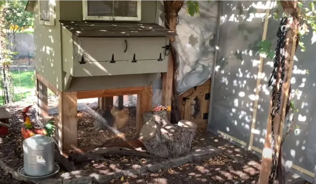 Check Your Chickens Yard