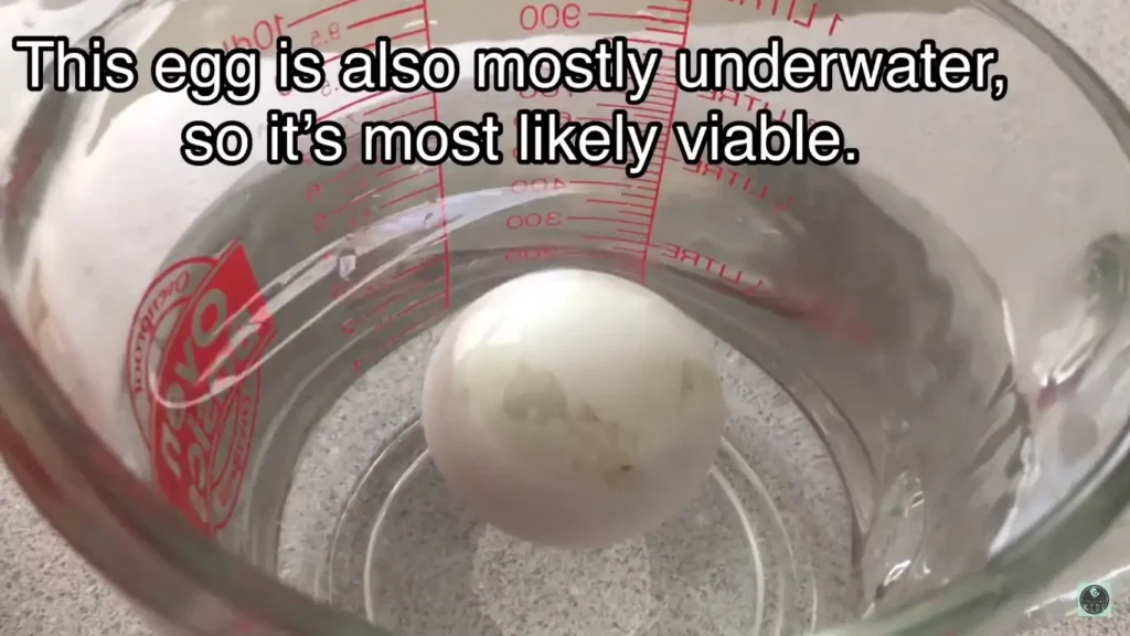 Viable Chicken Egg