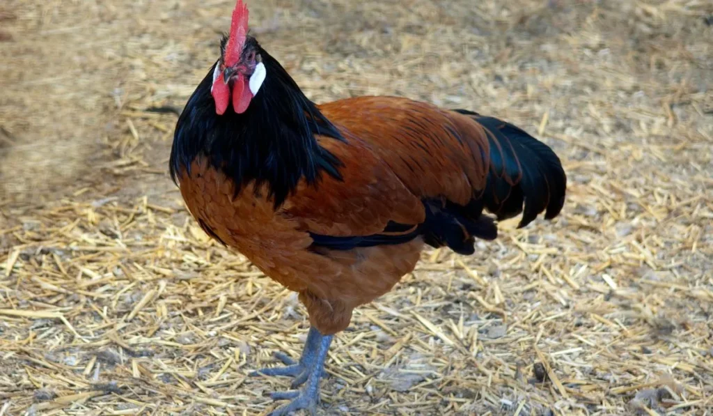 Vorwerk Chickens