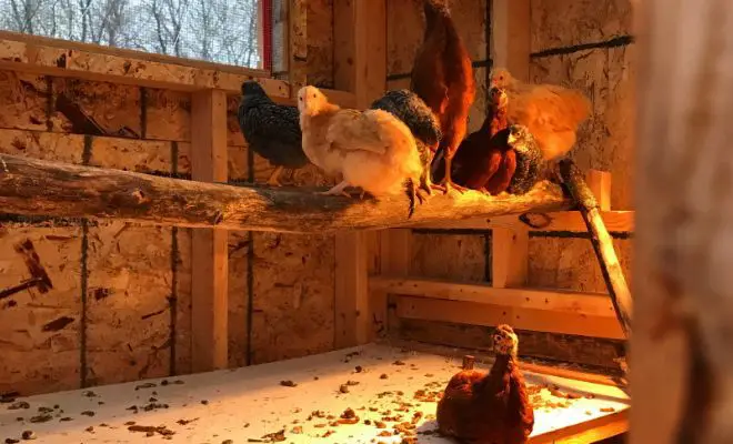 4 Affordable Ways to Make a Dropping Board for Chicken Coop!