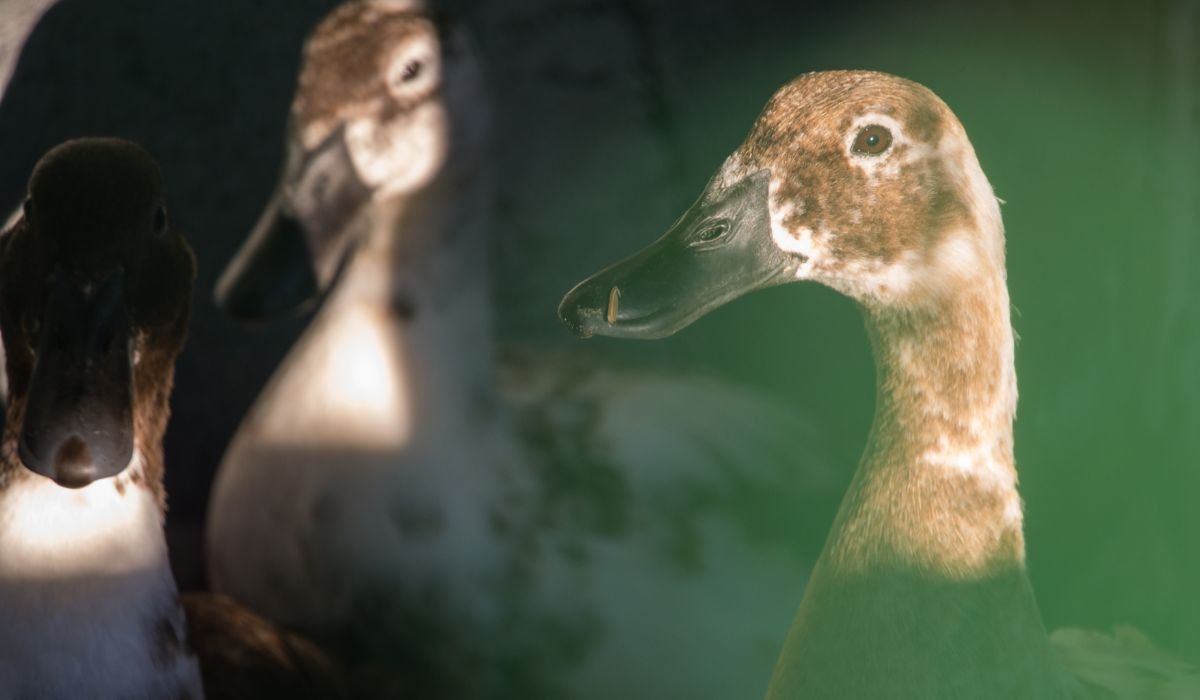 How To Keep Rats Out Of Duck Coop? 9 Ways To Remove Them!