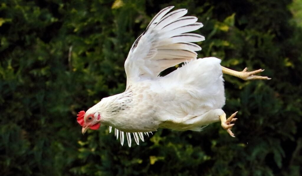 What Causes Chicken Broken Leg