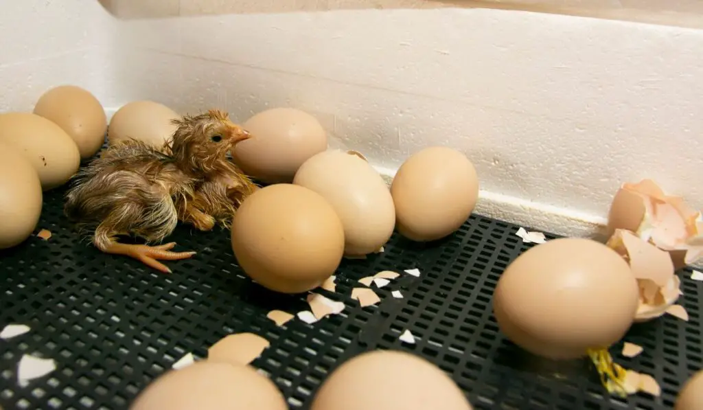 What to Do with Unfertilized Eggs from the Incubator