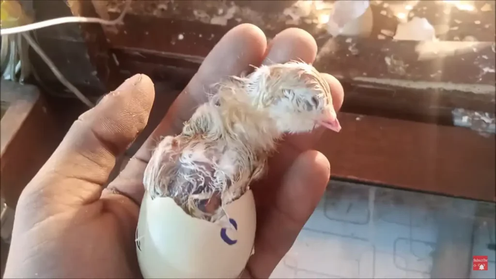 Why Did My Chick Die After Hatching