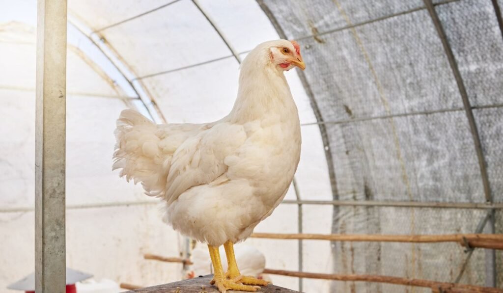 Why Does Your Poultry Coop Need Spray