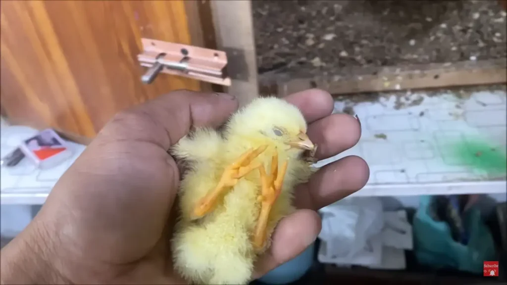 Why is My Baby Chick Weak