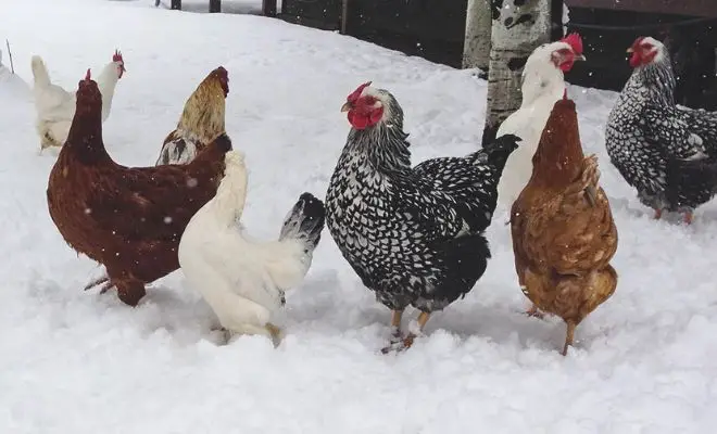 Never Let Your Poultry’s Water Freeze Again! Winter Coop Hacks Revealed