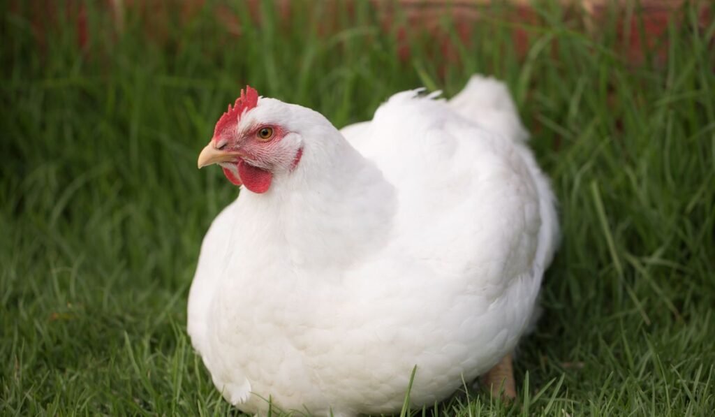 Amberlink Chicken’s Personality Assessment