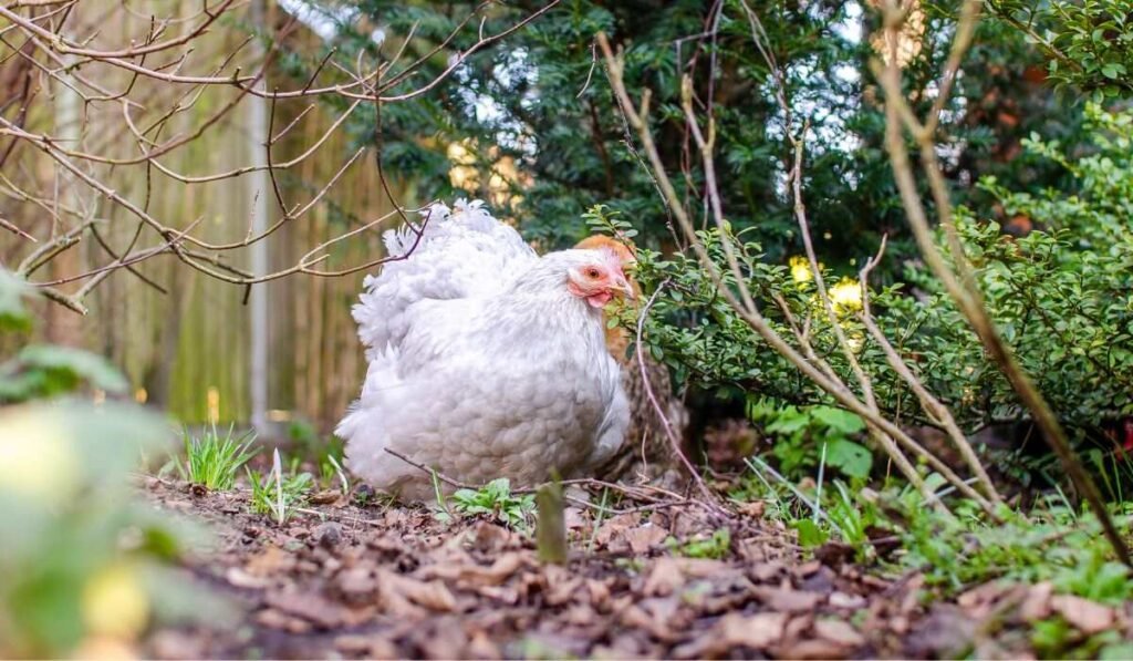 Friendly Backyard Pal