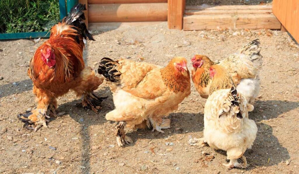 How To Breed Cochin Chicken?