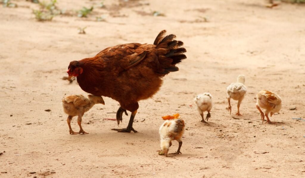 Do Baby Chickens Eat Insects?