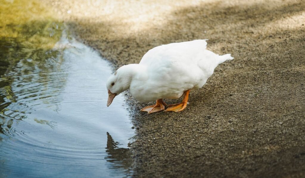 Do Poultry Birds Need Water During Winter?