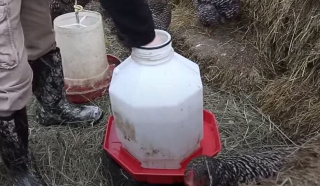 How to Keep Water from Freezing in Poultry Coop?
