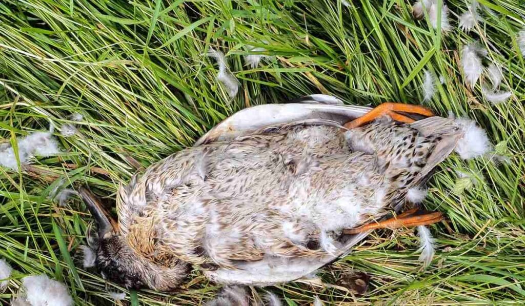 How to Save A Dying Duck? Here are 7 Ways to Prevent Sudden Death