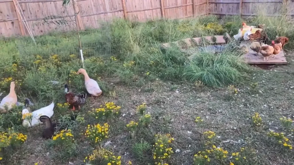 Duck and Chicken Ratio
