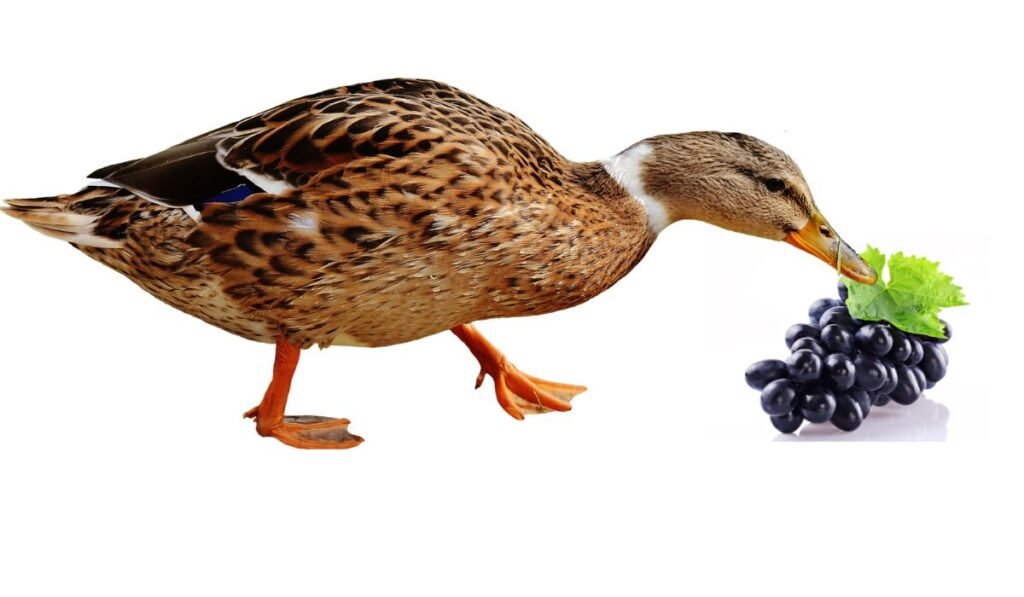 How Can You Feed Ducks Grapes? A Step-by-Step Feeding Approach