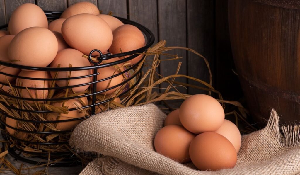 Are Amberlink Chickens Good Layer?